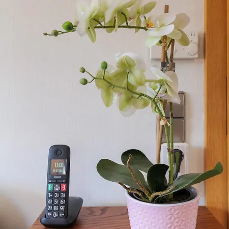 Schindelhaeusle: Sonniger Garten | Hunde Erlaubt 別荘 *