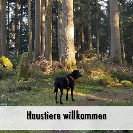 Dom wakacyjny Schindelhaeusle: Sonniger Garten | Hunde Erlaubt Alpirsbach