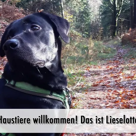Schindelhaeusle: Sonniger Garten | Hunde Erlaubt *